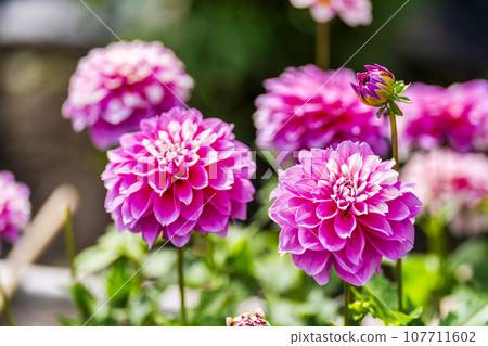 Autumn scenery, brightly blooming dahlias, Kawanishi Dahlia Garden, Kawanishi Town, Yamagata Prefecture 107711602