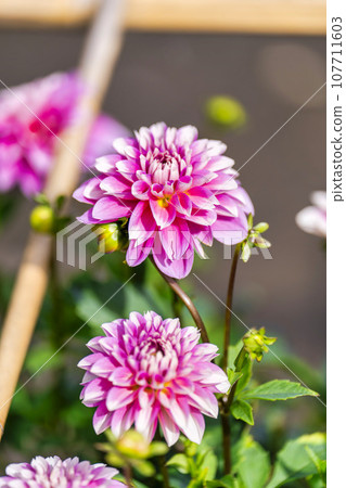 Autumn scenery, brightly blooming dahlias, Kawanishi Dahlia Garden, Kawanishi Town, Yamagata Prefecture 107711603