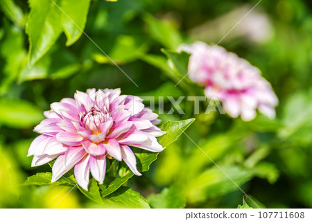 Autumn scenery, brightly blooming dahlias, Kawanishi Dahlia Garden, Kawanishi Town, Yamagata Prefecture Autumn scenery, brightly blooming dahlias, Kawanishi Dahlia Garden, Kawanishi Town, Yamagata Prefecture 107711608