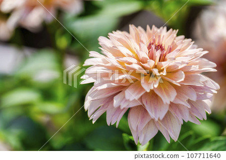 Autumn scenery, brightly blooming dahlias, Kawanishi Dahlia Garden, Kawanishi Town, Yamagata Prefecture Autumn scenery, brightly blooming dahlias, Kawanishi Dahlia Garden, Kawanishi Town, Yamagata Prefecture 107711640