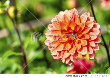 Autumn scenery, brightly blooming dahlias, Kawanishi Dahlia Garden, Kawanishi Town, Yamagata Prefecture 107711664