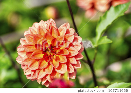 Autumn scenery, brightly blooming dahlias, Kawanishi Dahlia Garden, Kawanishi Town, Yamagata Prefecture 107711666