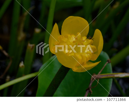 Aquatic plants belonging to the Nymphaeaceae family, yellow flowers of Nuphar 107711866
