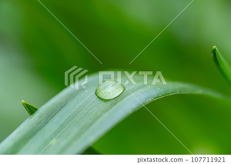 濕葉子 濕葉子 107711921