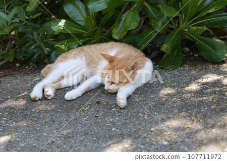 Cat lying in the shade of a tree on a sunny day 107711972