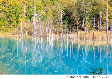 [Hokkaido] Blue pond in Biei Town 107712215