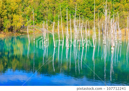 [北海道]美瑛町的藍塘 107712241