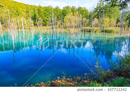 [Hokkaido] Blue pond in Biei Town 107712242
