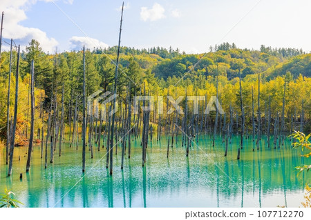 [Hokkaido] Blue pond in Biei Town 107712270