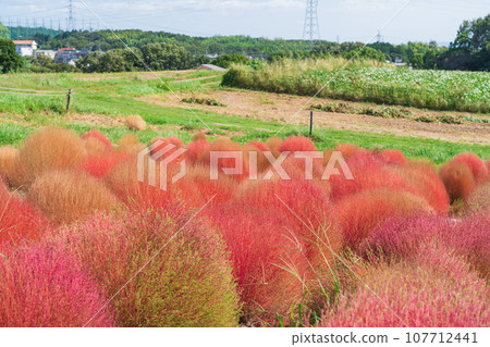 Aichi Farm, kochia with autumn leaves (Nisshin City, Aichi Prefecture) 107712441