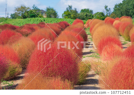 愛知農場、紅葉的地膚（愛知縣日新市） 107712451