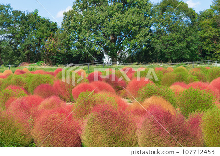 愛知農場、紅葉的地膚(愛知縣日新市) 愛知農場、紅葉的地膚(愛知縣日新市) 107712453