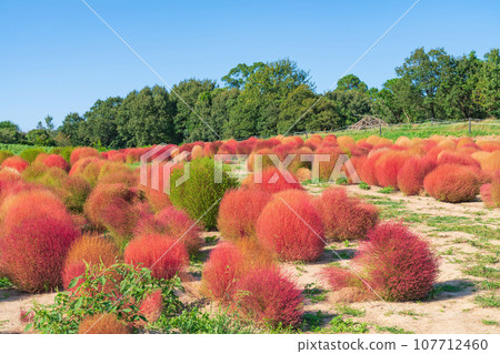 Aichi Farm, kochia with autumn leaves (Nisshin City, Aichi Prefecture) Aichi Farm, kochia with autumn leaves (Nisshin City, Aichi Prefecture) 107712460