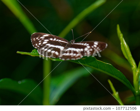 蛺蝶科棲息在葉子上 107712506