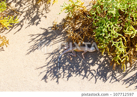 View of a lizard under a bush in the desert. View of a lizard under a bush in the desert. 107712597