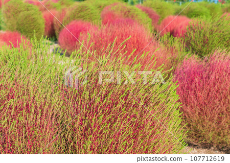 Aichi Farm, kochia with autumn leaves (Nisshin City, Aichi Prefecture) Aichi Farm, kochia with autumn leaves (Nisshin City, Aichi Prefecture) 107712619