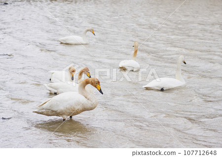 A flock of swans visiting in the spring of Hokkaido 107712648