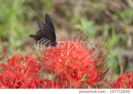 Crow swallowtail sucking nectar from red spider lily Crow swallowtail sucking nectar from red spider lily 107712698