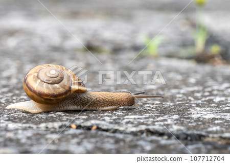 A snail crawling on the road (Namimaimai) A snail crawling on the road (Namimaimai) 107712704