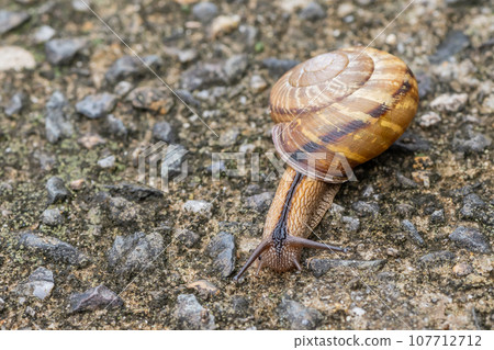 蝸牛(Namimaimai) 蝸牛(Namimaimai) 107712712