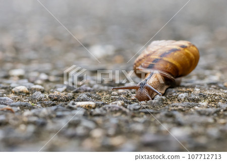 Snail (Namimaimai) Snail (Namimaimai) 107712713