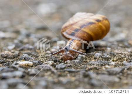 Snail (Namimaimai) Snail (Namimaimai) 107712714