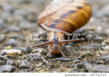 Snail (Namimaimai) Snail (Namimaimai) 107712715