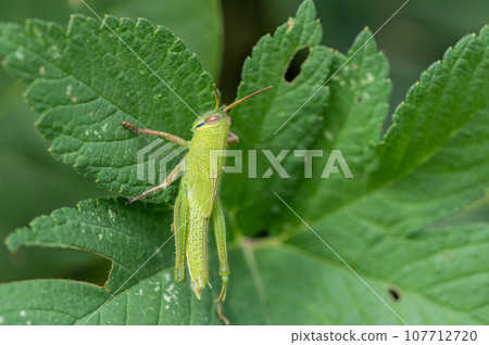 Tsutsunago larva Tsutsunago larva 107712720