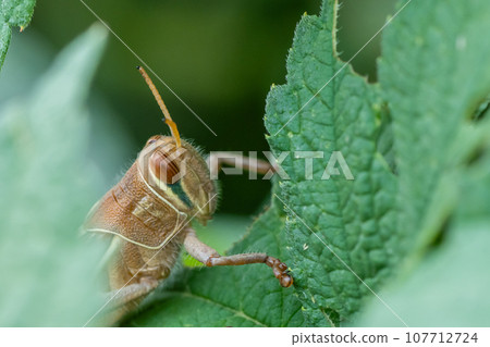 Patanga japonica 107712724