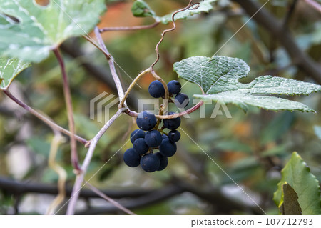 Fruits of the sagebrush growing on twigs 107712793