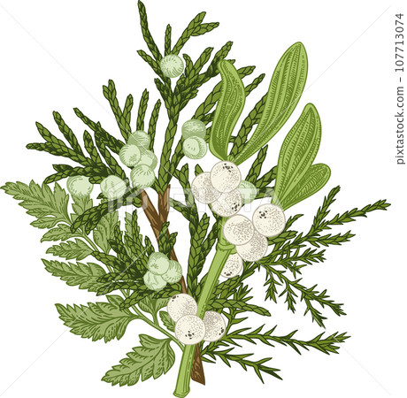 Winter bouquet. Christmas floristry. Greens. Art line style. Mistletoe, junipe, fern. Winter bouquet. Christmas floristry. Greens. Art line style. Mistletoe, junipe, fern. 107713074