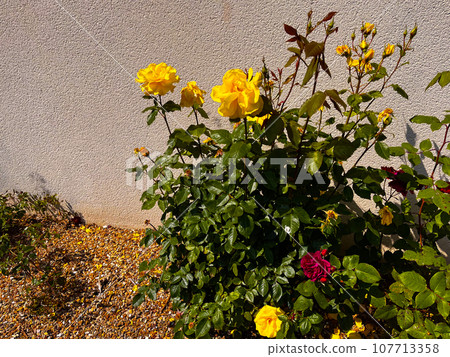 Yellow flower 107713358