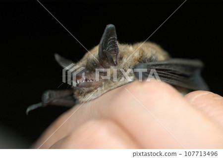 Chiropterologist holding and studying a bat Chiropterologist holding and studying a bat 107713496