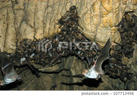 Group of sleeping bats colony in a cave Group of sleeping bats colony in a cave 107713498