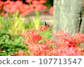 A cluster amaryllis of the park 107713547