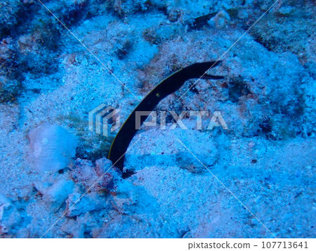 A young Rhinomuraena quaesita (Rhinomuraena quaesita) emerges from the sand of the sea. A young Rhinomuraena quaesita (Rhinomuraena quaesita) emerges from the sand of the sea. 107713641