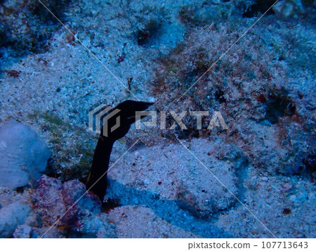 一隻年輕的Rhinomuraena quaesita（Rhinomuraena quaesita）從海沙中出現。 107713643