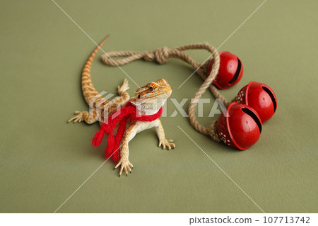 Bearded dragon, pogona vitticeps, isolated on green background, Tiger Pattern Morphs. Professional studio macro photography. Red New Year's scarf. New Year card. New Year's red three bells Bearded dragon, pogona vitticeps, isolated on green background, Tiger Pattern Morphs. Professional studio macro photography. Red New Year's scarf. New Year card. New Year's red three bells 107713742