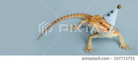 Bearded dragon, pogona vitticeps, isolated on blue background, Tiger Pattern Morphs. Professional studio macro photography on isolated. Dragon in a New Year's blue cap. New Year card. Banner. 107713753