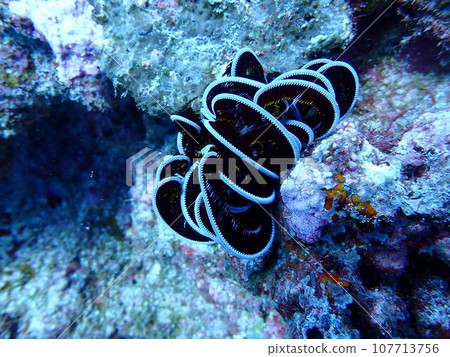 A family of sea ferns (Comatulida) that lives in rocky areas in the sea. 107713756