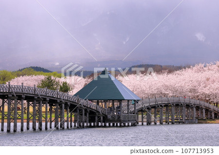 Tsuruta Town, Kitatsugaru District, Aomori Prefecture, Tsuru no Mai Bridge, Japan's tallest wooden triple drum bridge over Lake Tsugaru Fujimi, and cherry blossoms at Fujimi Lake Park Tsuruta Town, Kitatsugaru District, Aomori Prefecture, Tsuru no Mai Bridge, Japan's tallest wooden triple drum bridge over Lake Tsugaru Fujimi, and cherry blossoms at Fujimi Lake Park 107713953