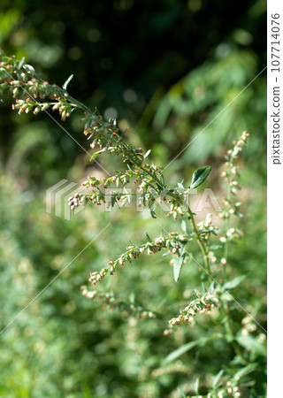 秋季艾蒿花粉 107714076