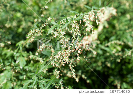 Autumn pollen mugwort 107714080