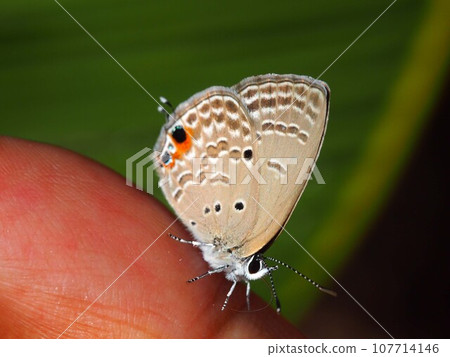 Close-up of a black-spotted cycad perched on a finger 107714146