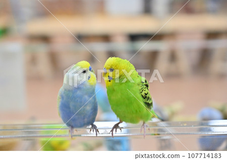 友善的虎皮鸚鵡互相凝視 107714183