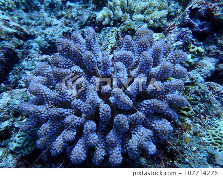Close-up of blue branch-shaped coral growing on a rocky area Close-up of blue branch-shaped coral growing on a rocky area 107714276