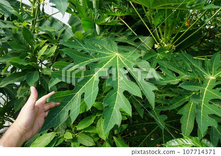 big papaya leaves big papaya leaves 107714371