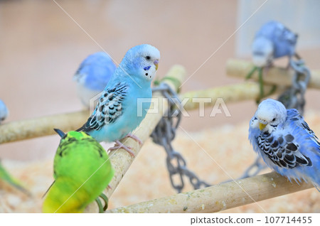 lots of budgies lots of budgies 107714455
