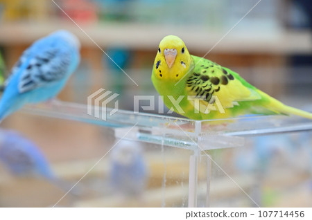lots of budgies lots of budgies 107714456