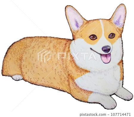 A clever Corgi who lies down 107714471
